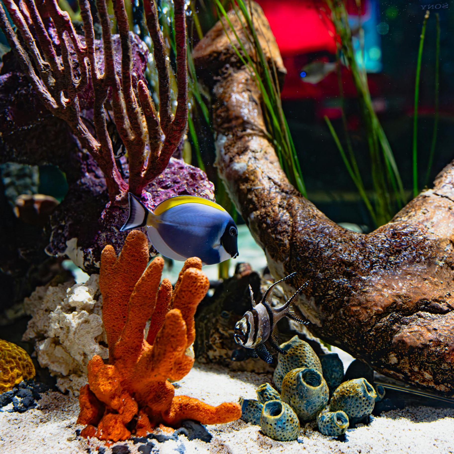 Decoració d'aquari