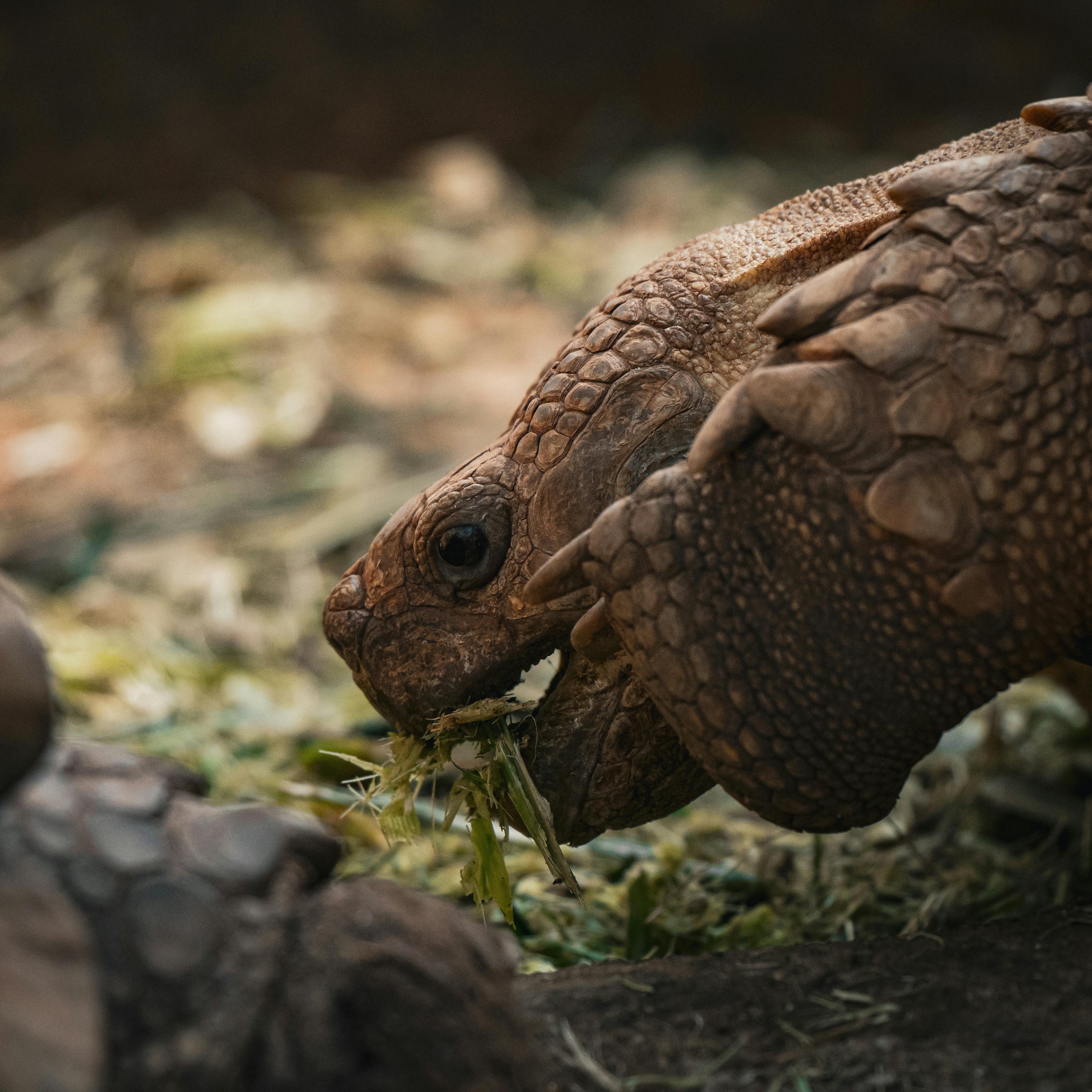 Menjar per a tortugues