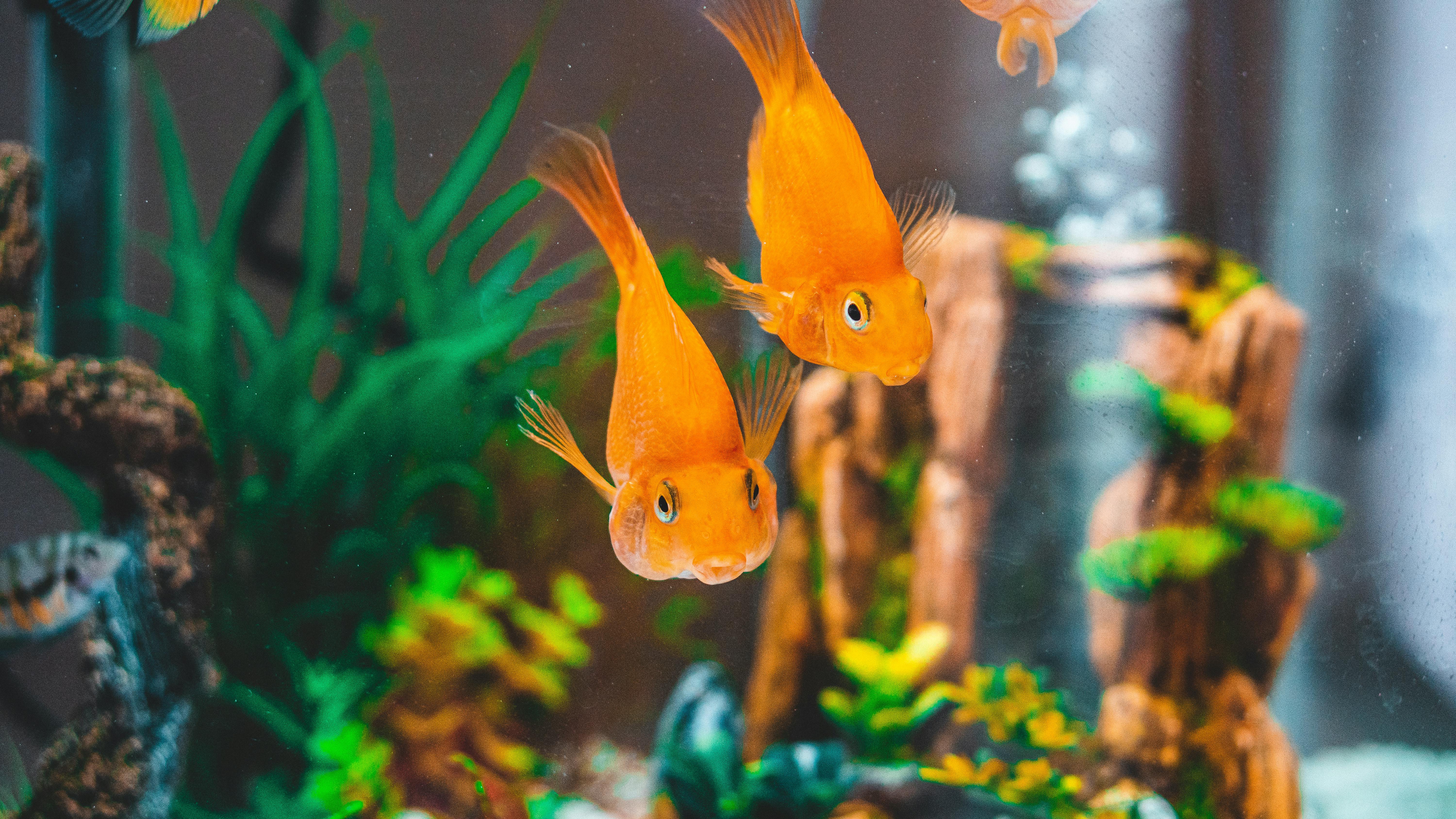 Peixos