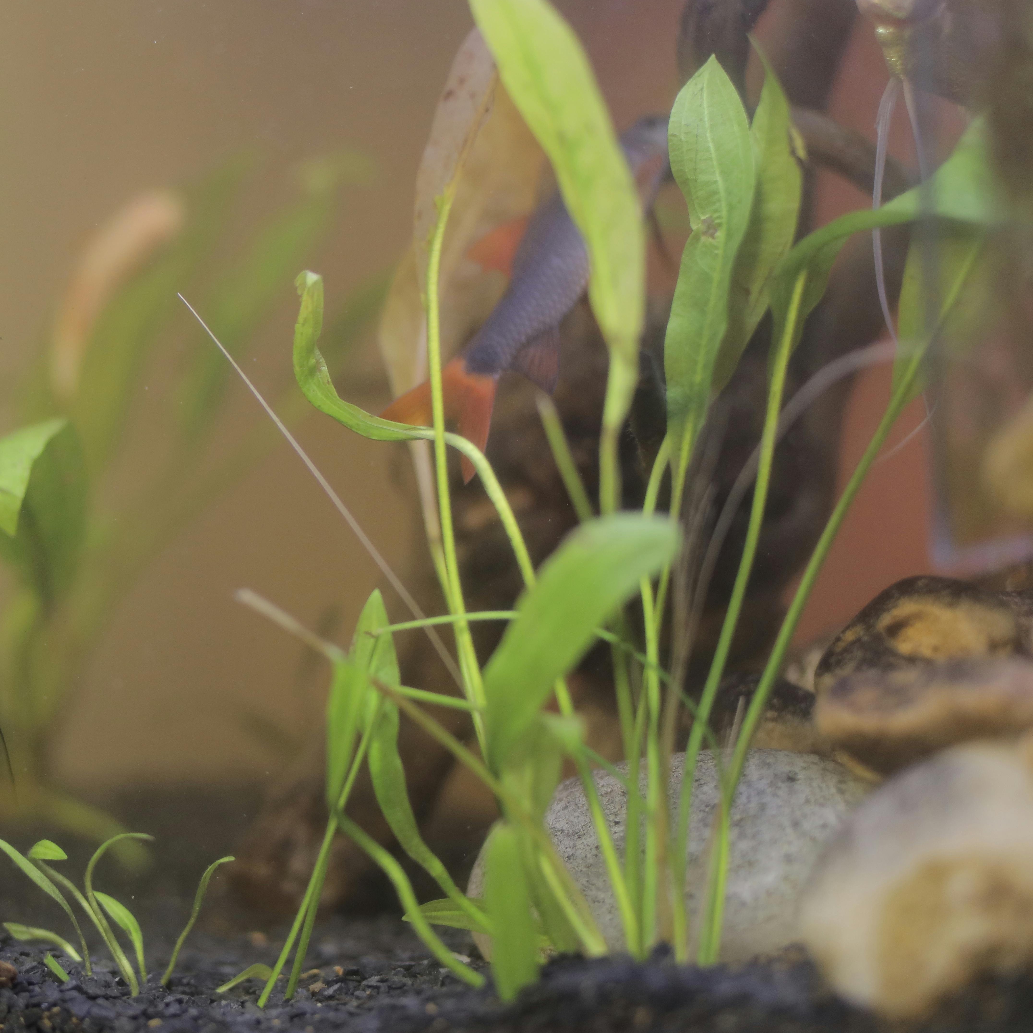 Plantes aquàtiques