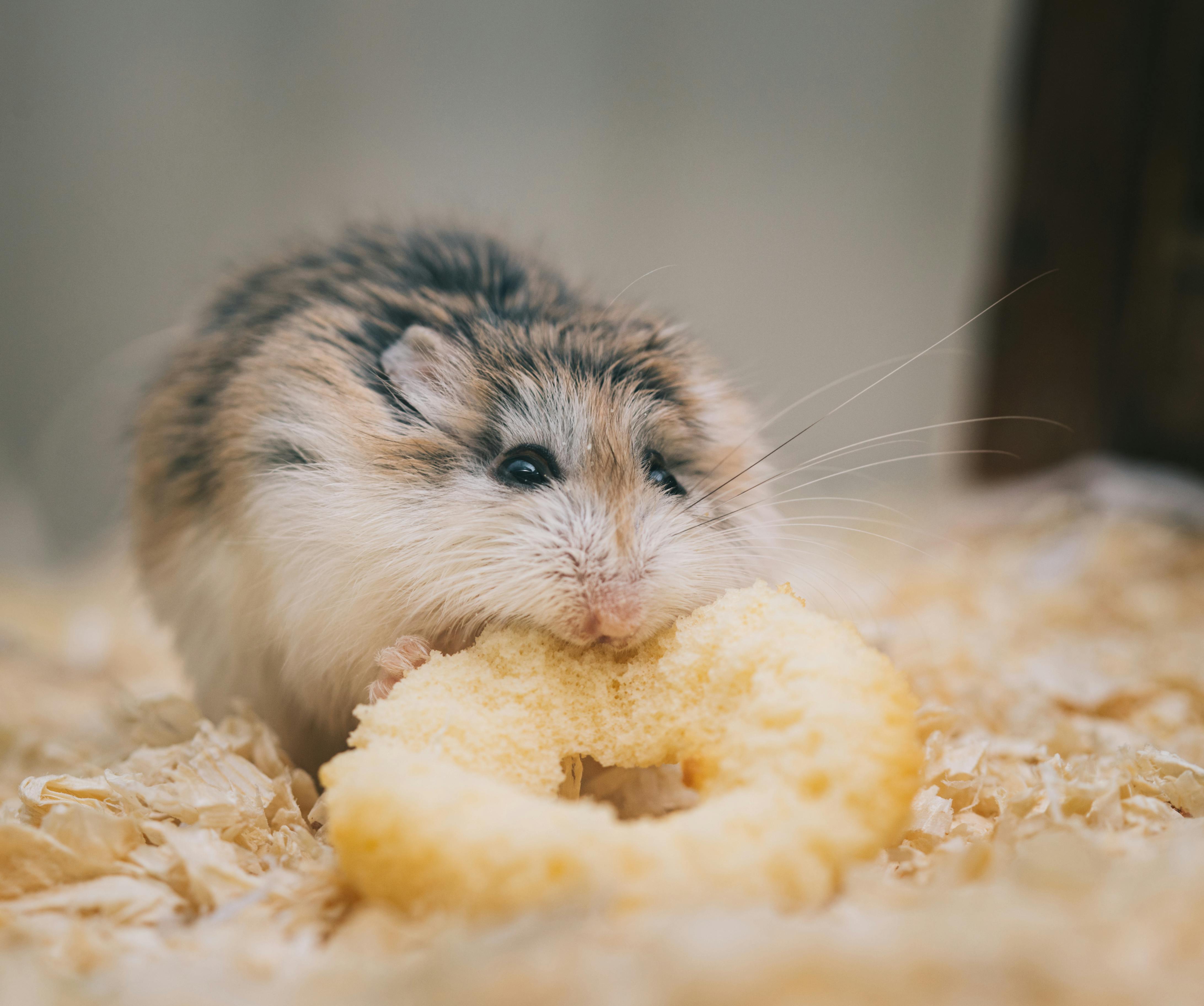 Snack de rosegadors