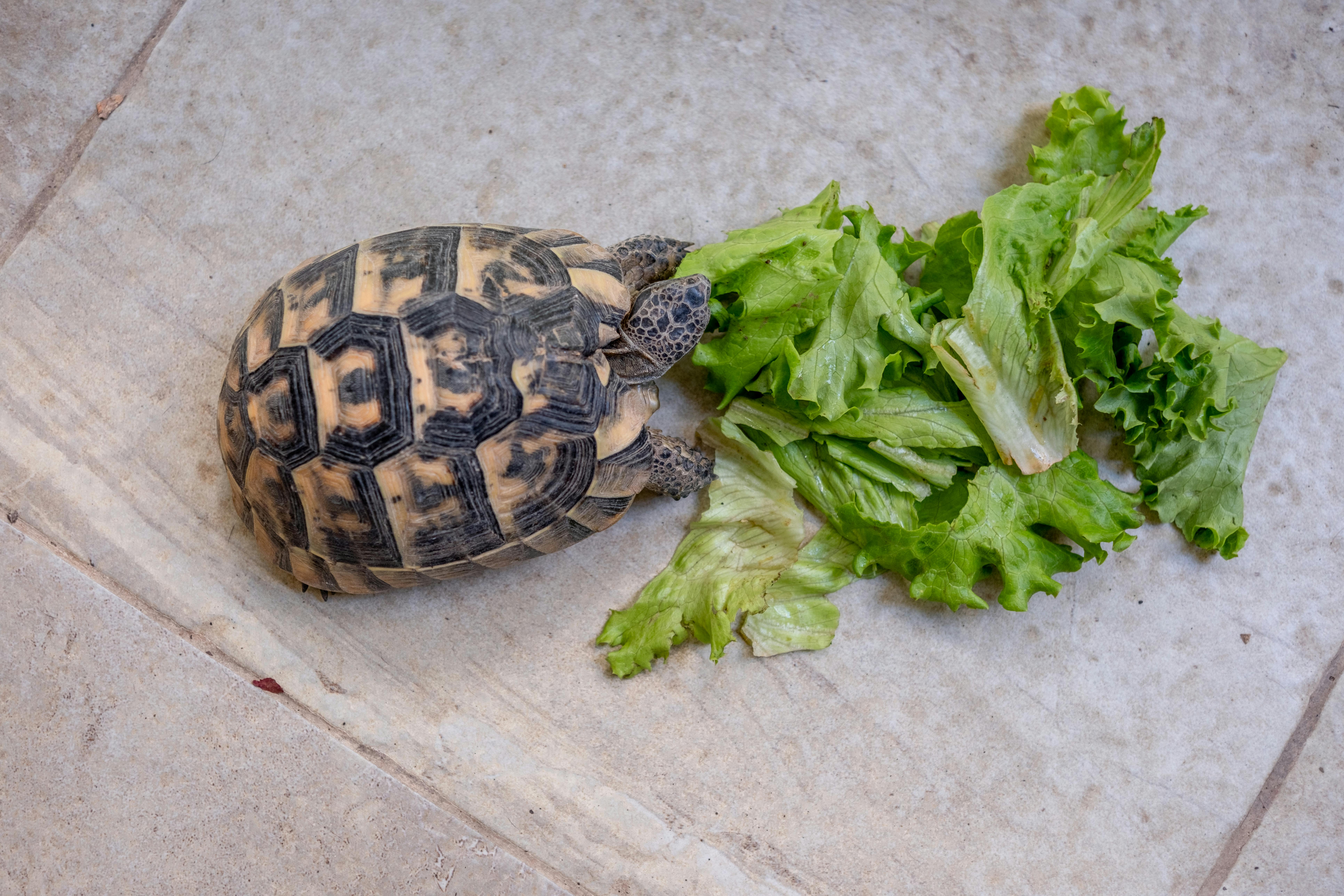 Tortuga